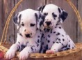 /album/pets/images-1-jpg/